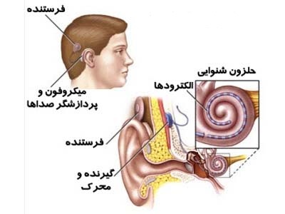 عملکرد حلزون شنوایی